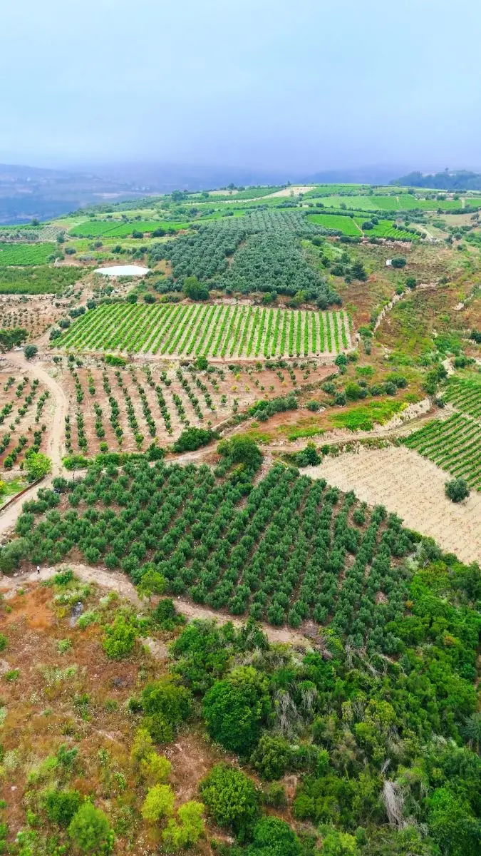 MRS GAYRİMENKULDEN ÇELEBİLİDE 4500M2 DENİZ+ŞEHİR MANZARALI TARLA - fotoğraf 2