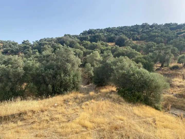 MRS GAYRİMENKULDEN AYDIN GERMENCİK ALANGÜLLÜ'DE 2100M2 SATILIK - fotoğraf 4