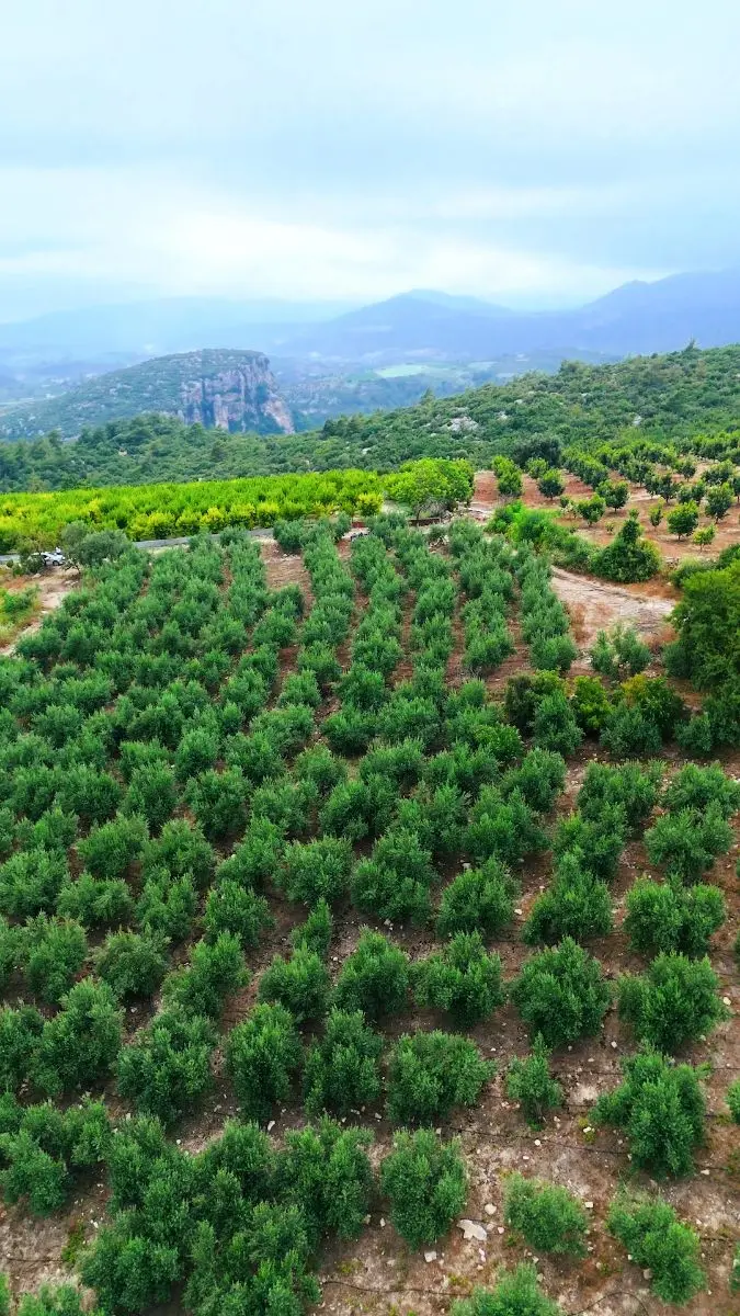 MRS GAYRİMENKULDEN ÇELEBİLİDE 4500M2 DENİZ+ŞEHİR MANZARALI TARLA