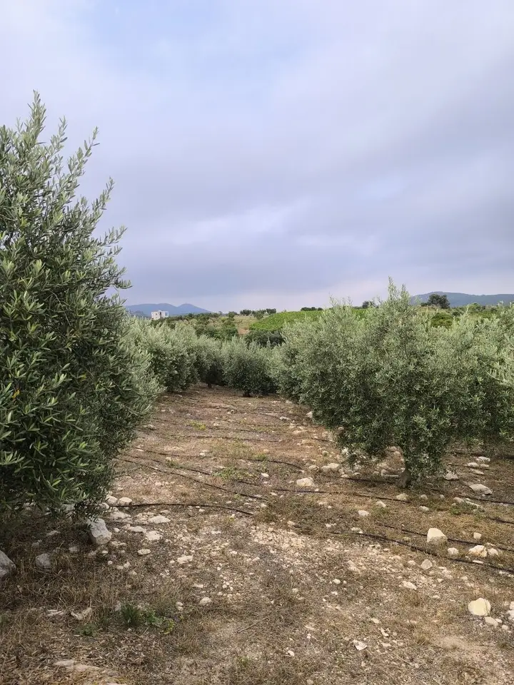 MRS GAYRİMENKULDEN ÇELEBİLİDE 4500M2 DENİZ+ŞEHİR MANZARALI TARLA - fotoğraf 4
